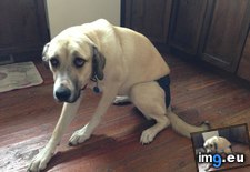 Tags: animal, any, diaper, dog, friend, poor, saddest, wear (Pict. in My r/AWW favs)