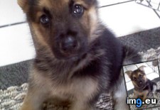 Tags: day, german, got, puppy, shepherd (Pict. in My r/AWW favs)