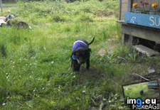 Tags: friends, horse, making, puppy (GIF in My r/AWW favs)