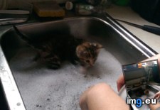 Tags: dishes, kitten, wanted, was (Pict. in My r/AWW favs)