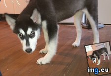 Tags: face, girlfriend, malamute, puppy, scared, time (Pict. in My r/AWW favs)