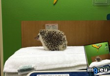 Tags: album, anesthesia, exam, hedgehog, oral (Pict. in My r/AWW favs)