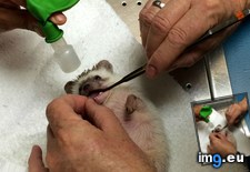 Tags: album, anesthesia, exam, hedgehog, oral (Pict. in My r/AWW favs)