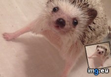 Tags: bathtime, happier, hedgehog, loves, puppycat, world (Pict. in My r/AWW favs)