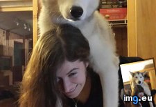 Tags: husky, ideas, stupid, thinks (Pict. in My r/AWW favs)