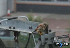 Tags: assessing, bird, damage, electrical, find, for, involves, job, occasionally, odd, photos, sitting, tod, towers, you (Pict. in My r/AWW favs)