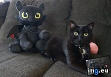 Tags: calling, dragon, kid, kitty, stuffed (Pict. in My r/AWW favs)