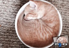 Tags: bowl, cool, kitten, sleeping (Pict. in My r/AWW favs)