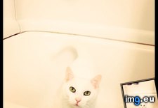 Tags: bathtub, everythang, kitty, lovely, white (Pict. in My r/AWW favs)
