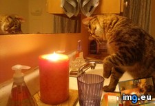 Tags: fire, kitty, learning (Pict. in My r/AWW favs)