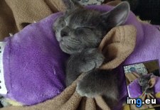 Tags: asleep, fell, kitten, mom, pet, pillow, strapped (Pict. in My r/AWW favs)