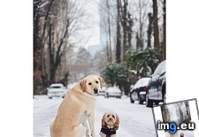Tags: adorable, dogs, neighbor, picture, turned (Pict. in My r/AWW favs)