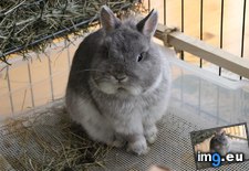 Tags: adopted, baby, bunny, disapproving, new, rabbits, squishy (Pict. in My r/AWW favs)