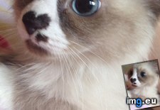 Tags: kitten (Pict. in My r/AWW favs)