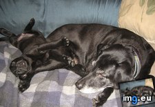 Tags: based, black, lab, nap, old, parents, prot, teachings (Pict. in My r/AWW favs)