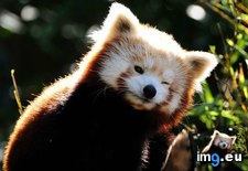 Tags: animal, awesomest, cakeday, cute, cutest, earth, far, happy, high, laziest, panda, present, red, res, wallpaper, you (Pict. in My r/AWW favs)