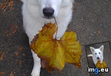 Tags: leaf, loves, puppy (Pict. in My r/AWW favs)