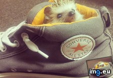 Tags: guess, hedgehog, one, scraggly, shoe, toothed, way (Pict. in My r/AWW favs)