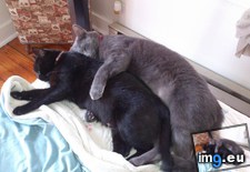Tags: cats, sister, spooning (Pict. in My r/AWW favs)
