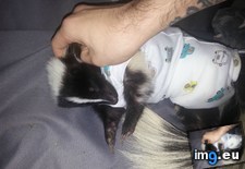 Tags: can, cone, diaper, had, newborn, onesie, puppy, put, shame, she, skunk, surgery, vet, wear (Pict. in My r/AWW favs)