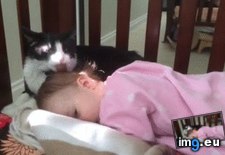 Tags: cake, cats, day, groomed, likes, shameless, snuggle, toddler (GIF in My r/AWW favs)