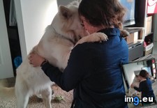 Tags: calls, hugsies, wife, work (Pict. in My r/AWW favs)