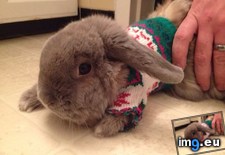 Tags: bunny, christmas, decided, needed, our, sweater, too, ugly, waffles, wife (Pict. in My r/AWW favs)