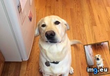 Tags: blue, born, crooked, face, feeling, lab, was, yellow (Pict. in My r/AWW favs)