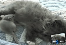Tags: nap, time (GIF in My r/AWW favs)