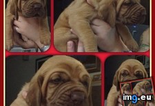 Tags: adorable, bloodhound, breeder, mastiff, neighbor (Pict. in My r/AWW favs)