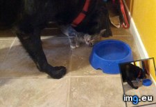 Tags: dog, kitten, new (Pict. in My r/AWW favs)