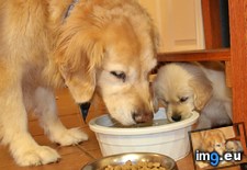 Tags: new, puppy (Pict. in My r/AWW favs)