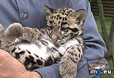 Tags: clouded, cub, leopard, newborn, shy (GIF in My r/AWW favs)