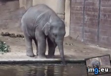 Tags: belly, child, human (GIF in My r/AWW favs)