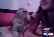 Tags: kitty, means (GIF in My r/AWW favs)