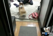 Tags: rear, tail (GIF in My r/AWW favs)