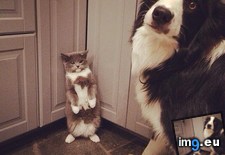 Tags: image (Pict. in My r/AWW favs)