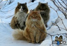 Tags: are, awesome, cats, fluffy, norwegian (Pict. in My r/AWW favs)