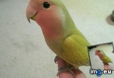 Tags: belongs, bird, cute, darn, parrots, pretty (Pict. in My r/AWW favs)
