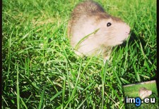 Tags: buddy, but, grass, loves, not, ratatouille, traditional (Pict. in My r/AWW favs)
