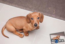 Tags: all, australia, cake, day, dog, hours, miniature, new, noes, oscar, sausage (Pict. in My r/AWW favs)