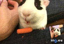 Tags: carrot, ohhhhhhh (Pict. in My r/AWW favs)