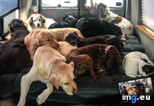 Tags: bus, day, daycare, doggie, long (Pict. in My r/AWW favs)