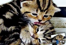 Tags: cat, licking, one, small (GIF in My r/AWW favs)
