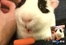 Tags: carrot, ooohhh (Pict. in My r/AWW favs)