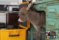 Tags: baby, donkey, get, likes, mini, opie, our, trouble (Pict. in My r/AWW favs)
