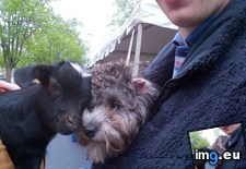 Tags: baby, dog, foster, goat, met (Pict. in My r/AWW favs)