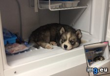 Tags: decided, husky, morning, overheated, regret, stark, walk (Pict. in My r/AWW favs)