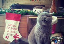 Tags: bones, christmas, kitty, our, showing, spirit (Pict. in My r/AWW favs)
