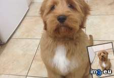 Tags: man (Pict. in My r/AWW favs)